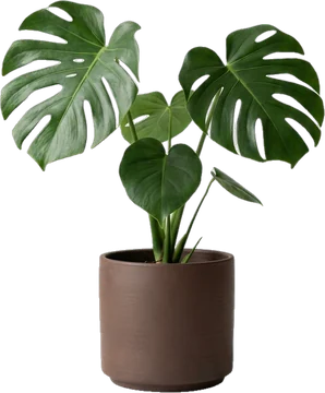 Potted plant: monstera with a few large split leaves in a chocolate-brown matte ceramic pot