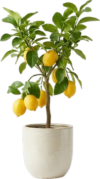 Potted plant: lemon tree with a few yellow lemons and glossy leaves in a cream glazed ceramic pot