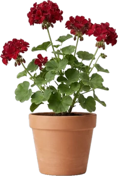 Potted plant: geranium with deep red flowers and round leaves in a terracotta clay pot