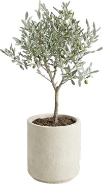 Potted plant: olive tree with silvery leaves in a cream stone pot
