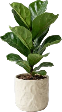 Potted plant: fiddle-leaf fig tree with a few large glossy leaves in a cream textured ceramic pot