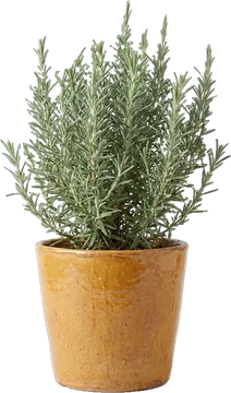 Potted plant: rosemary shrub