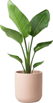 Potted plant: bird of paradise plant with a few large paddle leaves in a blush-pink matte ceramic pot