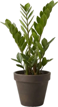 Potted plant: olive-green ZZ plant with upright glossy stems in a dark espresso matte stoneware pot