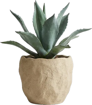 Potted plant: desert agave with thick blue-green leaves in a sand-coloured rough ceramic pot