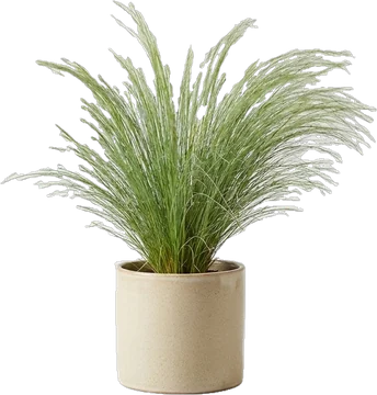 Potted plant: ornamental grass with long arching soft green blades in a pale sand ceramic pot