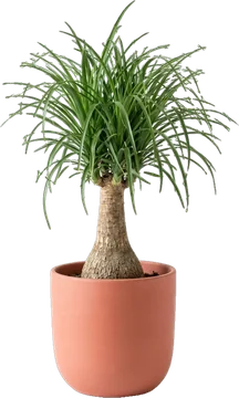 Potted plant: ponytail palm with a swollen trunk and a fountain of thin leaves in a coral-terracotta matte pot