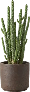 Potted plant: sculptural euphorbia with upright green stems in a dark brown matte stoneware pot