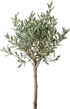 Small olive tree in a sand pot