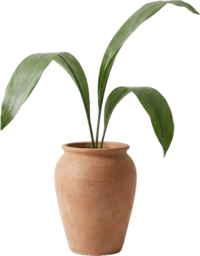 Leafy plant in a terracotta pot