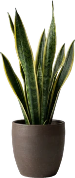 Snake plant in a brown stoneware pot