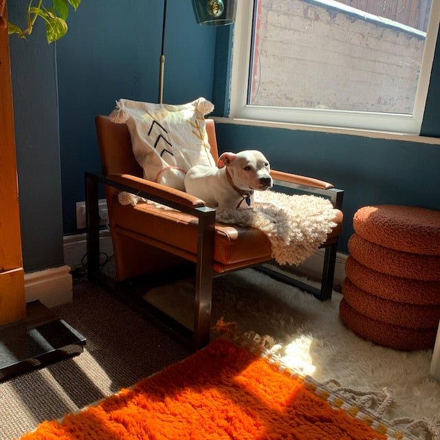 A white dog on an armchair beside an orange and cream rug