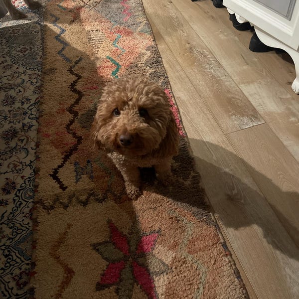 A brown dog resting on a vintage rug at home